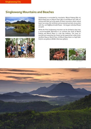 Singkawang City



Singkawang Mountains and Beaches
                                             Singkawang is surrounded by mountains: Mount Poteng (660 m),
                                             Mount Raya (920 m) Mount Passi (780 m) and Mount Sari (280 m).
                                             Hiking trails lead up to the peaks of these mountains where nature
                                             lovers can enjoy the rainforest and occasional aromatic encounters
                                             with the, rare Rafflesia Arnoldii flower - the largest individual flower
                                             on earth.
                                             While all of the Singkawang mountain can be climbed as day trips,
                                             a recommendable alternative is to combine the climb of Mount
                                             Poteng and Mount Raya in a two day trekking. The most un-
                                             touched and rewarding rain forest can be experienced while climb-
                  (Photo: Nono Suprayitno)   ing Mout Raya or Mount Passi. At Mount Raya there is a high likeli-
                                             hood to see gibbons (Müller's Bornean gibbon).




                   (Photo: Thomas Ulrich)

                                                                           (((((Photo: Junaidi)           (((((Photo: Yoga B. )




                                                                                                                ((((((Photo: Bobby Bong)




14
 