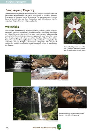 Bengkayang Regency



Bengkayang Regency
The Bengkayang Regency has a population of 215,000 with the region’s capital at
Bengkayang, a city located in the interior at an altitude of 160meters above sea
level, about 90 kilometres east of Singkawang. The regency stretches from the
border of Sarawak in the east down the coastline, south of Singkawang City. The
majority of the population are indigenous Dayaks.



Waterfalls
The hinterland of Bengkayang is largely untouched by modernity making the region
particularly inviting to nature lovers. Bengkayang offers waterfalls in abundance
set in beautiful rainforest settings. Among the most impressive is Barawatn, 84
meters high with an inviting natural swimming pool at its base. To get there drive
from Bengkayang towards Seluas, turn right at the village of Sahan. From Sahan
follow the road until Melayang Pangkok. From there follow the hiking trail to the
waterfall (30 minutes). Along the path hikers will get a glimpse of the daily life of
villagers and farmers. Local children eagerly accompany visitors on their walk to
                                                                                                                                       (Photo: Yoga B. Handoko)
the waterfall.
                                                                                                                  Bromheadia finlaysoniana is an orchid
                                                                                                                  with a flower size of 8 cm and grows in
                                                                                                                  open dry spaces and in low land forests




                                                                                                   (Photos: Frans / Disbudpar)




                                                                                                                                             (Photo: Jomandi Loka)




                                                                                                     Barawatn, 98m high is the most impressive of
                                                                                                     the many waterfalls in Bengkayang



                                                                      (Photo: Frans / Disbudpar)




 16                                          wikitravel.org/en/Bengkayang
 