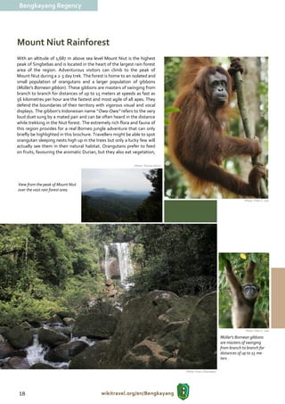 Bengkayang Regency




Mount Niut Rainforest
With an altitude of 1,687 m above sea level Mount Niut is the highest
peak of Singbebas and is located in the heart of the largest rain forest
area of the region. Adventurous visitors can climb to the peak of
Mount Niut during a 2-3 day trek. The forest is home to an isolated and
small population of orangutans and a larger population of gibbons
(Müller's Bornean gibbon). These gibbons are masters of swinging from
branch to branch for distances of up to 15 meters at speeds as fast as
56 kilometres per hour are the fastest and most agile of all apes. They
defend the boundaries of their territory with vigorous visual and vocal
displays. The gibbon’s Indonesian name “Owa-Owa” refers to the very
loud duet sung by a mated pair and can be often heard in the distance
while trekking in the Niut forest. The extremely rich flora and fauna of
this region provides for a real Borneo jungle adventure that can only
briefly be highlighted in this brochure. Travellers might be able to spot
orangutan sleeping nests high up in the trees but only a lucky few will
actually see them in their natural habitat. Orangutans prefer to feed
on fruits, favouring the aromatic Durian, but they also eat vegetation,

                                                             (Photo: Thomas Ulrich )




View from the peak of Mount Niut
over the vast rain forest area

                                                                                                                                 (Photo: Chien C. Lee)




                                                                                                                                  (Photo: Chien C. Lee)

                                                                                                                    Müller's Bornean gibbons
                                                                                                                    are masters of swinging
                                                                                                                    from branch to branch for
                                                                                                                    distances of up to 15 me-
                                                                                                                    ters .

                                                                                       (Photo: Frans / Disbudpar)




 18                                         wikitravel.org/en/Bengkayang
 