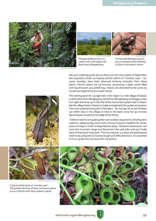Bengkayang Regency




                                                                                                                   ((Photo: Thomas Ulrich)                         (Photo: Yoga B.)
                                                                                               The peak of Mount Niut is lo-                  The beautiful Mahogany frog is
                                                                                               cated in the in the largest rain               just an example of the extremely
                                                                                               forest area of Bengkayang.                     rich fauna that awaits visitors.
                                                                (((Photo: Frans / Disbudpar)



                                                                                Ask your trekking guide also to show you the many types of Nepenthes,
                                                                                also popularly known as tropical pitcher plants or “monkey cups” - be-
                                                                                cause monkeys have been observed drinking rainwater from these
                                                                                plants. Pitcher plants are carnivorous, possessing a deep cavity filled
                                                                                with liquid known as a pitfall trap. Insects are attracted to the cavity by
                                                                                visual lures (pigments) and sweet nectar.
                                                                                The starting point for a jungle trek in this region is in the village of Dawar,
                                                                                77 kilometres from Bengkayang. Drive from Bengkayang to Sanggau Ledo,
                                                                                turn right and drive up to the end of the narrow but paved road in Dawar.
                                                                                Ask the village head in Dawar to make arrangements for guides and porters.
                                                                                The most experienced guide is Pak Ajam. On the day of arrival climbers
                                                                                can either stay in the village or hike to the base camp hut 90 minutes
                                                                                above Dawar located at the edge of the forest.
                                                                                 Trekkers need to bring along their own outdoor equipment, including tent,
                                                                                mattress, sleeping bag, stove and a strong mosquito repellent for shoes,
                                                                                socks and legs in order to keep leeches away. Hardcore adventurers can
                                                                                cross the mountain range and descend to the east side until you finally
                                                                                reach Entikong by long boat. This trip requires 4-5 days and participants
                                                                                need to be prepared to traverse tough and difficult terrain. It is essential
                                                                                to hire a guide who has done this trip before.




                              (Photos: Yohanes Kurnia Irawan)


Tropical pitcher plants or “monkey cups” .
The greatest diversity of these carnivorous plants
occurs in Borneo with many endemic species.




                                                                                                                                                                     (Photo: Yoga B.)




                                                        wikitravel.org/en/Bengkayang                                                                                          19
 