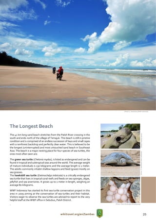 ((Photo: S. Hendratno WWF Indonesia)




The Longest Beach

                                                                                                                            (Photo: Thomas Ulrich)
The 42 km long sand beach stretches from the Paloh River crossing in the
south and ends north of the village of Temajuk. This beach is still in pristine
condition and is comprised of an endless succession of bays and small capes
with a rainforest backdrop and perfectly clear water. This is believed to be
the longest (uninterrupted) and most untouched sand beach in Southeast
Asia. The beach is a major nesting place for four species of sea turtles, the
                                                                                                                         (Photo: S. Hendratno WWF Indonesia)




ones most often seen are:

The green sea turtle (Chelonia mydas), is listed as endangered and can be
found in tropical and subtropical seas around the world. The average weight
of mature individuals is 130 kilograms and the average length is 1 meter.
The adults commonly inhabit shallow lagoons and feed (graze) mostly on
sea grasses.
The hawksbill sea turtle (Eretmochelys imbricate) is a critically endangered
sea turtle that lives in tropical coral reefs and feeds on sea sponges, algae,
jellyfish and sea anemones. It grows up to 1 meter in length, weighing an
average 80 kilograms.

WWF Indonesia has started its first sea turtle conservation project in this
area in 2009 aiming at the conservation of sea turtles and their habitat.
Visitors eager to observe the sea turtles are advised to report to the very
helpful staff at the WWF office in Sebubus, Paloh District.
.                                                                                 (Photo: Frans Dinsbudpar Bengkayang)




                                                 wikitravel.org/en/Sambas                                                                                      25
 