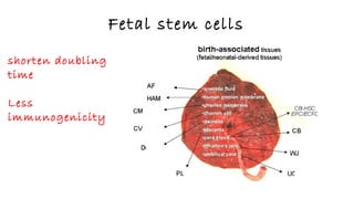 Potentals of human amniotic fluid stem cells | ODP