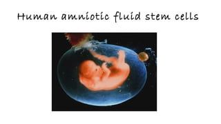 Potentals of human amniotic fluid stem cells | ODP
