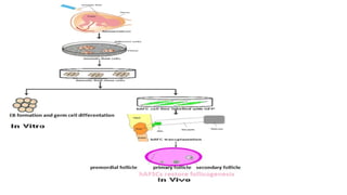 Potentals of human amniotic fluid stem cells | ODP