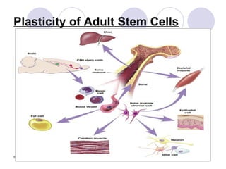 Plasticity of Adult Stem Cells 