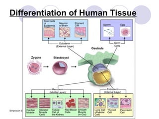 Differentiation of Human Tissue 