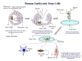 Inner cell mass Day 5 after conception 