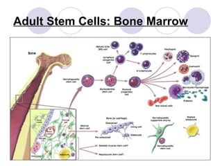 Adult Stem Cells: Bone Marrow 