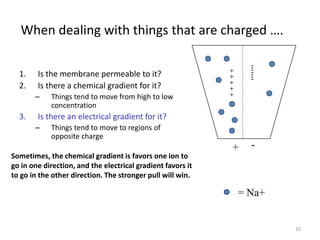 10
When dealing with things that are charged ….
1. Is the membrane permeable to it?
2. Is there a chemical gradient for it?
– Things tend to move from high to low
concentration
3. Is there an electrical gradient for it?
– Things tend to move to regions of
opposite charge
+
+
+
+
+
-
-
-
-
-
-
-
-
+
= Na+
Sometimes, the chemical gradient is favors one ion to
go in one direction, and the electrical gradient favors it
to go in the other direction. The stronger pull will win.
 