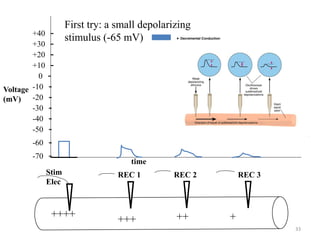 33
time
Voltage
(mV)
Stim
Elec
REC 1 REC 2 REC 3
++++
First try: a small depolarizing
stimulus (-65 mV)
-70 -
-60 -
-50 -
-40 -
-30 -
-20 -
-10 -
0 -
+10 -
+20 -
+30 -
+40 -
+++ ++ +
 