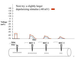 34
time
Voltage
(mV)
Stim
Elec
REC 1 REC 2 REC 3
++++++
Next try: a slightly larger
depolarizing stimulus (-60 mV)
-70 -
-60 -
-50 -
-40 -
-30 -
-20 -
-10 -
0 -
+10 -
+20 -
+30 -
+40 -
++++++ +++ ++
 