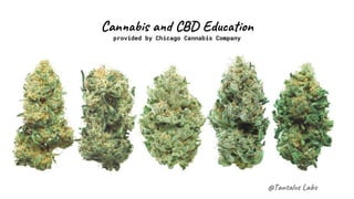 @Tan s La
Can s a C Edu on
provided by Chicago Cannabis Company
 
