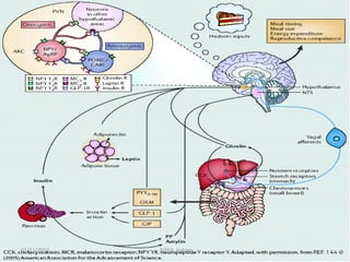Potential of edible plant in regulation of obesity and metabolic ...
