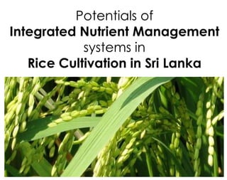 Potentials of
Integrated Nutrient Management
systems in
Rice Cultivation in Sri Lanka
 
