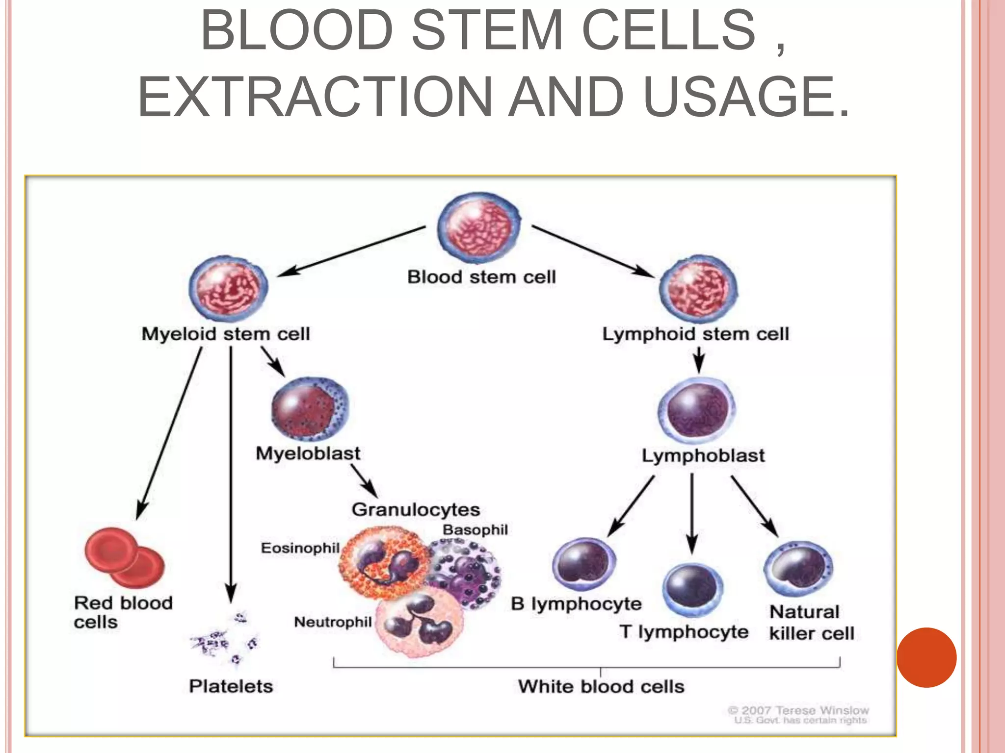 BLOOD STEM CELLS ,
EXTRACTION AND USAGE.
 