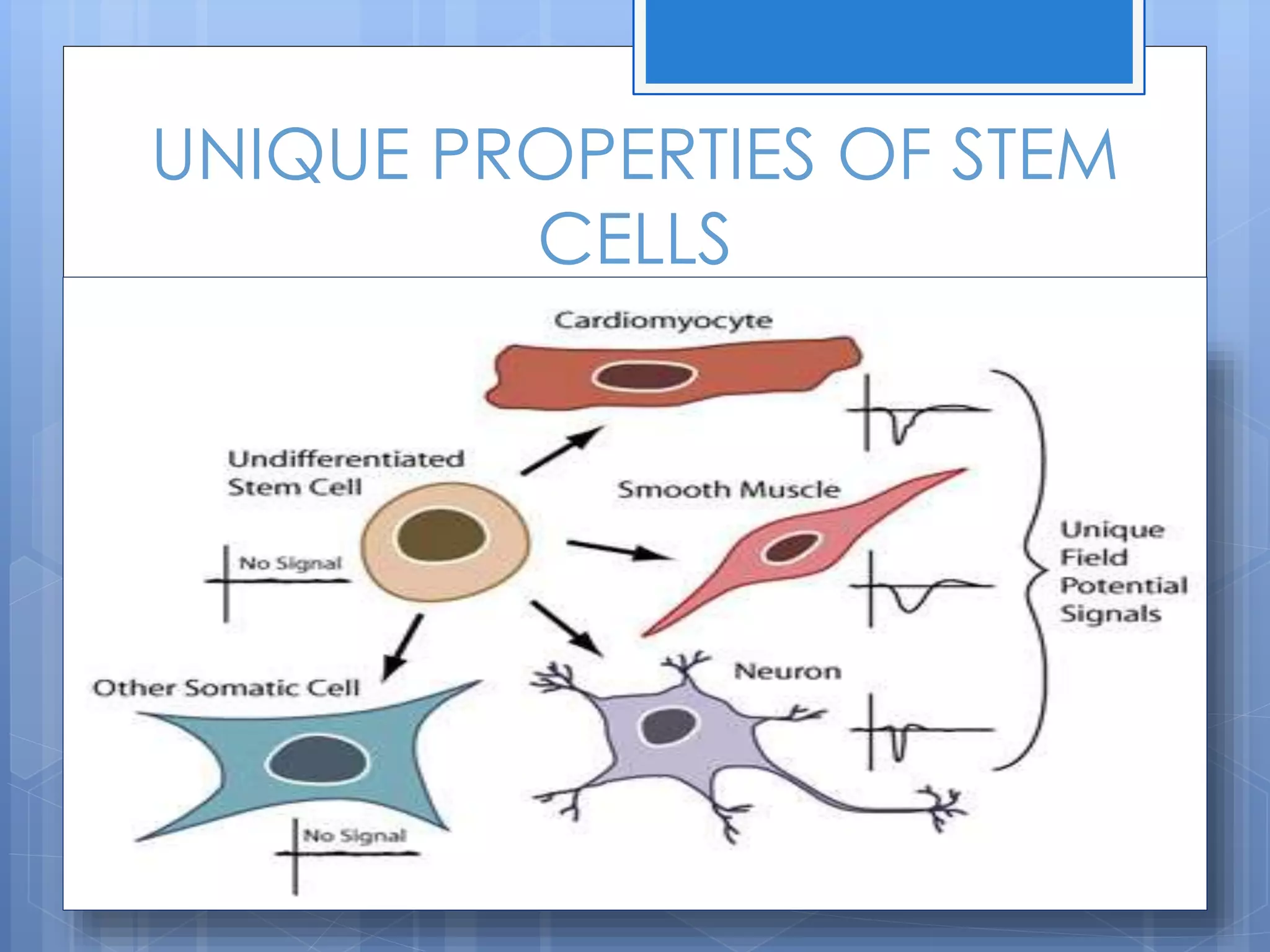 UNIQUE PROPERTIES OF STEM
CELLS
 