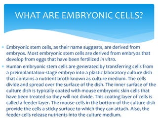  Embryonic stem cells, as their name suggests, are derived from
embryos. Most embryonic stem cells are derived from embryos that
develop from eggs that have been fertilized in vitro.
 Human embryonic stem cells are generated by transferring cells from
a preimplantation-stage embryo into a plastic laboratory culture dish
that contains a nutrient broth known as culture medium. The cells
divide and spread over the surface of the dish. The inner surface of the
culture dish is typically coated with mouse embryonic skin cells that
have been treated so they will not divide. This coating layer of cells is
called a feeder layer. The mouse cells in the bottom of the culture dish
provide the cells a sticky surface to which they can attach. Also, the
feeder cells release nutrients into the culture medium.
WHAT ARE EMBRYONIC CELLS?
 