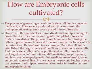  The process of generating an embryonic stem cell line is somewhat
inefficient, so lines are not produced each time cells from the
preimplantation-stage embryo are placed into a culture dish.
 However, if the plated cells survive, divide and multiply enough to
crowd the dish, they are removed gently and plated into several
fresh culture dishes. The process of re-plating or sub culturing the
cells is repeated many times and for many months. Each cycle of sub
culturing the cells is referred to as a passage. Once the cell line is
established, the original cells yield millions of embryonic stem cells.
Embryonic stem cells that have proliferated in cell culture for a
prolonged period of time without differentiating, are pluripotent,
and have not developed genetic abnormalities are referred to as an
embryonic stem cell line. At any stage in the process, batches of cells
can be frozen and shipped to other laboratories for further culture
and experimentation.
How are Embryonic cells
cultivated?
 