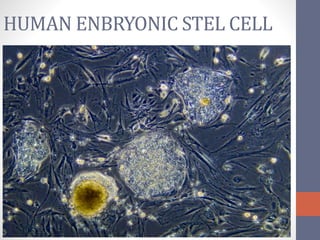 HUMAN ENBRYONIC STEL CELL
 
