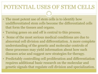 POTENTIAL USES OF STEM CELLS
 The most potent use of stem cells is to identify how
undifferentiated stem cells become the differentiated cells
that form the tissues and organs.
 Turning genes on and off is central to this process.
 Some of the most serious medical conditions are due to
abnormal cell division and differentiation. A more complete
understanding of the genetic and molecular controls of
these processes may yield information about how such
diseases arise and suggest new strategies for therapy.
 Predictably controlling cell proliferation and differentiation
requires additional basic research on the molecular and
genetic signals that regulate cell division and specialization.
 