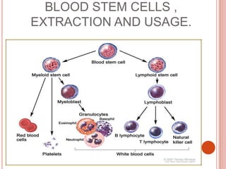 BLOOD STEM CELLS ,
EXTRACTION AND USAGE.
 