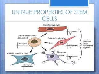 UNIQUE PROPERTIES OF STEM
CELLS
 