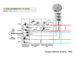 (D’après Melcher & Kiang, 1996)
3 voies parallèles NC  cortex
SAV, SAI, SAD
t
 