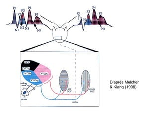 D’après Melcher
& Kiang (1996)
 