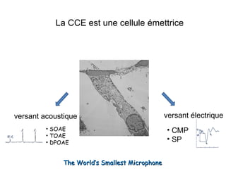 La CCE est une cellule émettrice
versant acoustique versant électrique
• SOAE
• TOAE
• DPOAE
• CMP
• SP
The World’s Smallest MicrophoneThe World’s Smallest Microphone
 