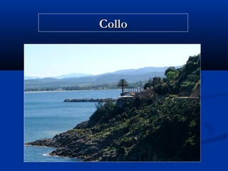 Collo

 