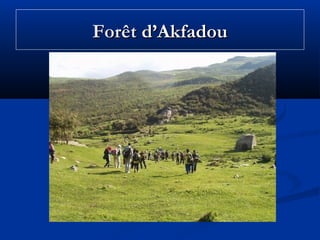 Forêt d’Akfadou

 