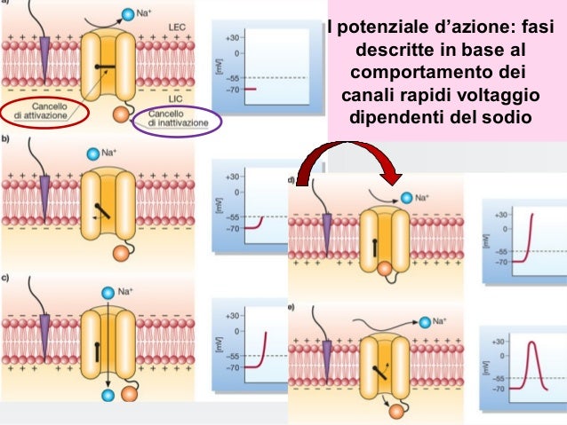 Potenziale azione fisio&riab_080310_0