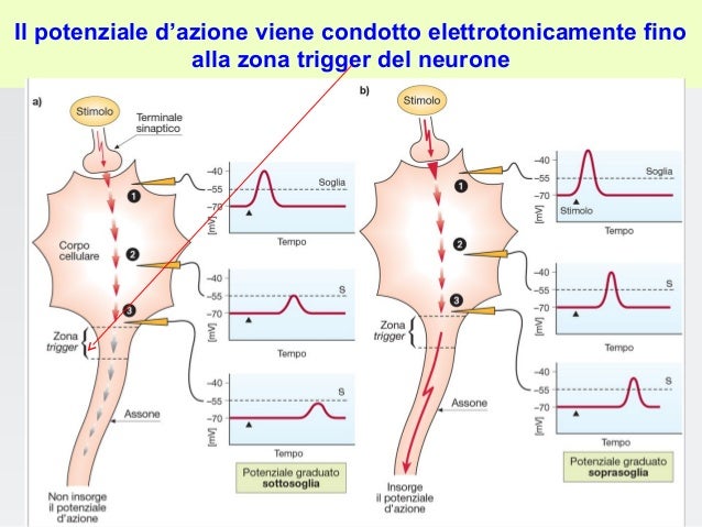 Cos è Il Potenziale D Azione Potenziale azione fisio&riab_080310_0