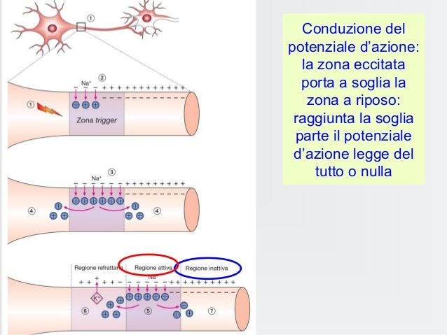Cos è Il Potenziale D Azione Potenziale azione fisio&riab_080310_0