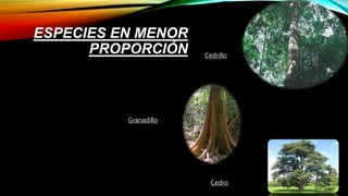 ESPECIES EN MENOR
PROPORCIÓN
Elaboración de
muebles
Granadillo
Cedrillo
Cedro
 