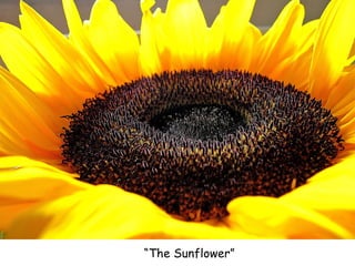 “ The Sunflower” 