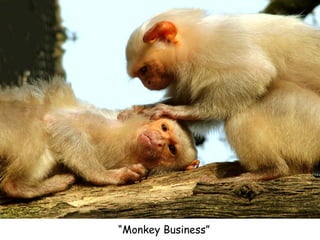 “ Monkey Business” 