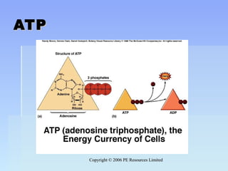 Copyright © 2006 PE Resources LimitedCopyright © 2006 PE Resources Limited
ATPATP
 
