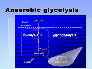 Copyright © 2006 PE Resources LimitedCopyright © 2006 PE Resources Limited
Anaerobic glycolysisAnaerobic glycolysis
 