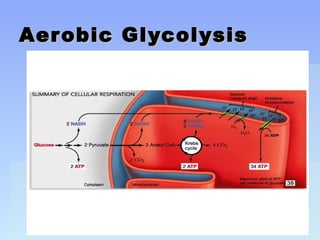 Copyright © 2006 PE Resources LimitedCopyright © 2006 PE Resources Limited
Aerobic GlycolysisAerobic Glycolysis
 
