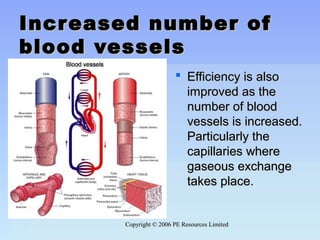 Copyright © 2006 PE Resources LimitedCopyright © 2006 PE Resources Limited
Increased number ofIncreased number of
blood vesselsblood vessels
 Efficiency is alsoEfficiency is also
improved as theimproved as the
number of bloodnumber of blood
vessels is increased.vessels is increased.
Particularly theParticularly the
capillaries wherecapillaries where
gaseous exchangegaseous exchange
takes place.takes place.
 