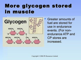 Copyright © 2006 PE Resources LimitedCopyright © 2006 PE Resources Limited
More glycogen storedMore glycogen stored
in musclein muscle
 Greater amounts ofGreater amounts of
fuel are stored forfuel are stored for
use in enduranceuse in endurance
events. (For non-events. (For non-
endurance ATP andendurance ATP and
CP stores areCP stores are
increased.increased.
 