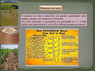 Potassio no solo
O potássio no solo é absorvido em grandes quantidades pelas
plantas. (apenas o N é superior ao Potássio).
Em solos cultivados é encontrados em quantidade de 7 a 15.000
Kg/ha, mas desse total só 1 a 2% (70 a 300 kg) encontra-se soluvel.
 