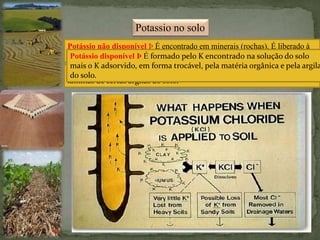 Potassio no solo
Potássio não disponível Þ É encontrado em minerais (rochas). É liberado à
medida que os minerais do solo são intemperizados (lenta).
Potássio lentamente disponível Þ É aquele “fixado” ou retido entre as
lâminas de certas argilas do solo.
Potássio disponível Þ É formado pelo K encontrado na solução do solo
mais o K adsorvido, em forma trocável, pela matéria orgânica e pela argila
do solo.
 