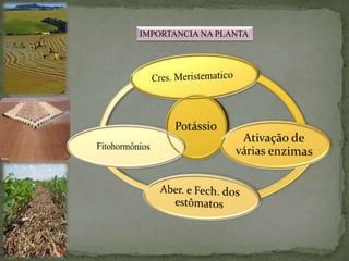 IMPORTANCIA NA PLANTA
 