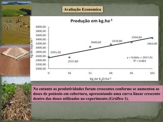 Avaliação Economica
No entanto as produtividades foram crescentes conforme se aumentou as
doses de potássio em cobertura, apresentando uma curva linear crescente
dentro das doses utilizadas no experimento (Gráfico 1).
 