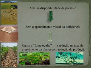 A baixa disponibilidade de potássio
Sem o aparecimento visual da deficiência
Causa a “fome oculta” --- a redução na taxa de
crescimento da planta com redução da produção.
 