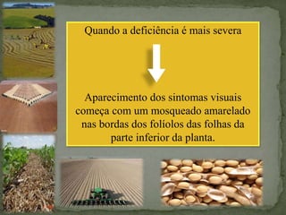 Quando a deficiência é mais severa
Aparecimento dos sintomas visuais
começa com um mosqueado amarelado
nas bordas dos folíolos das folhas da
parte inferior da planta.
 