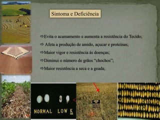 Sintoma e Deficiência
Evita o acamamento e aumenta a resistência do Tecído;
 Afeta a produção de amido, açucar e proteínas;
Maior vigor e resistência ás doenças;
Diminui o número de grãos “chochos”;
Maior resistência a seca e a geada;
 
