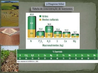 Tabela de concentração de nutrientes
3-Diagnose foliar
 